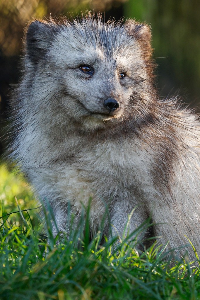 Arctic fox with gray fur during the summer.